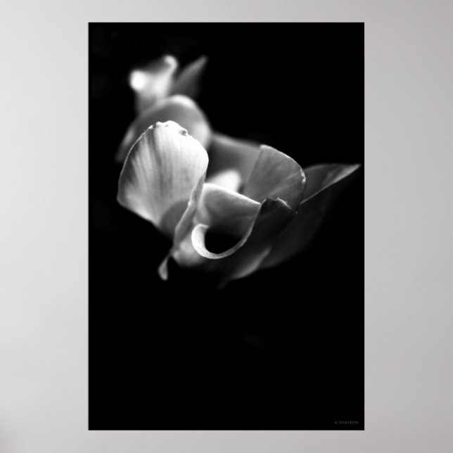 delicate poster (Front)