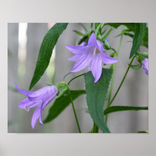 Delicate Purple Flowers Poster