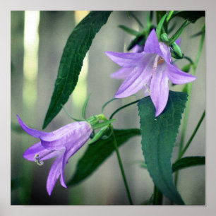 Delicate Purple Lily Flowers Poster