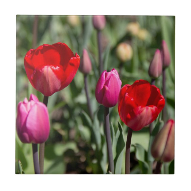 Delicate red and purple tulips ceramic tile (Front)