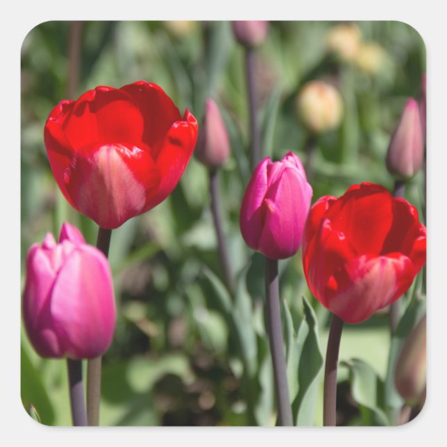 Delicate red and purple tulips square sticker (Front)