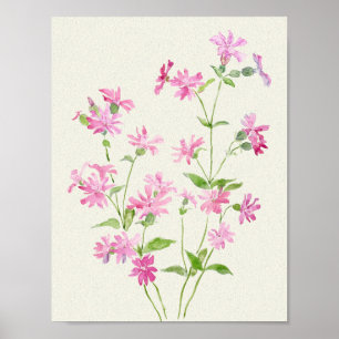 delicate rose-pink red campion flowers watercolor poster