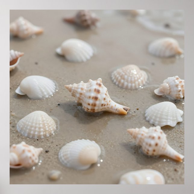 Delicate Seashells Beach Serenity Poster (Front)