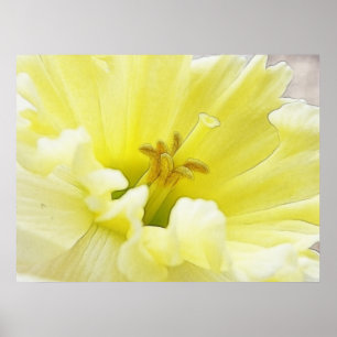 Delicate Spring Daffodil Poster