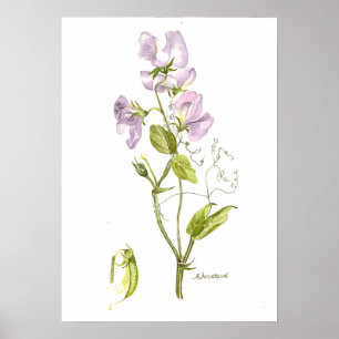 Delicate violet colour sweet pea poster