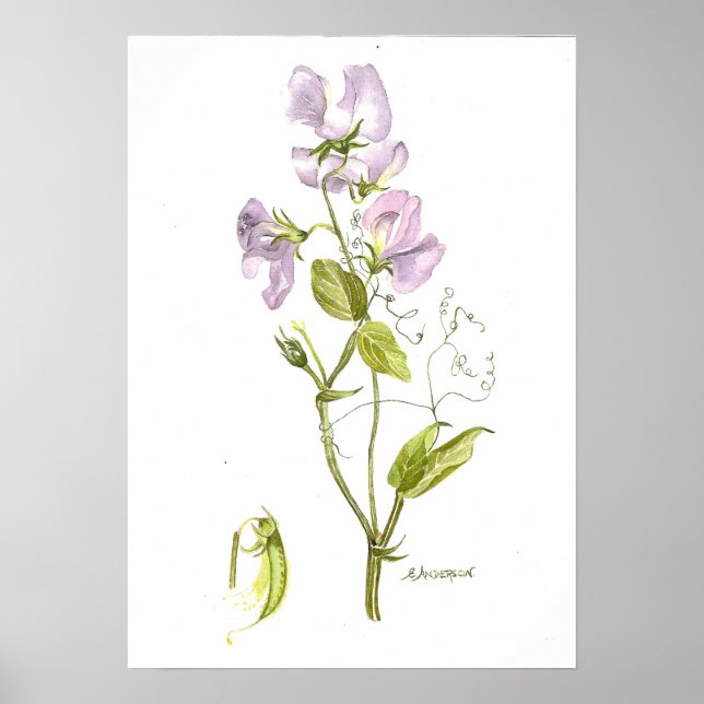 Delicate violet colour sweet pea poster (Front)