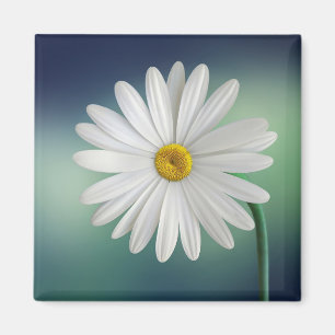 Delicate White Daisy Magnet