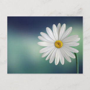 Delicate White Daisy Postcard