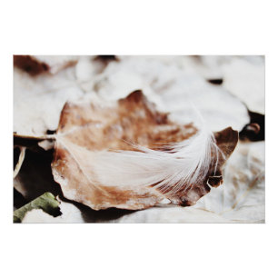 Delicate White Feather In Autumn Gold Leaf Poster