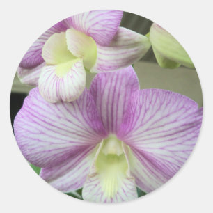 Delicate white & purple orchid on a sticker