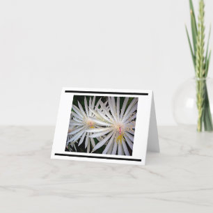 Delicate White Shooting Star Flowers Card
