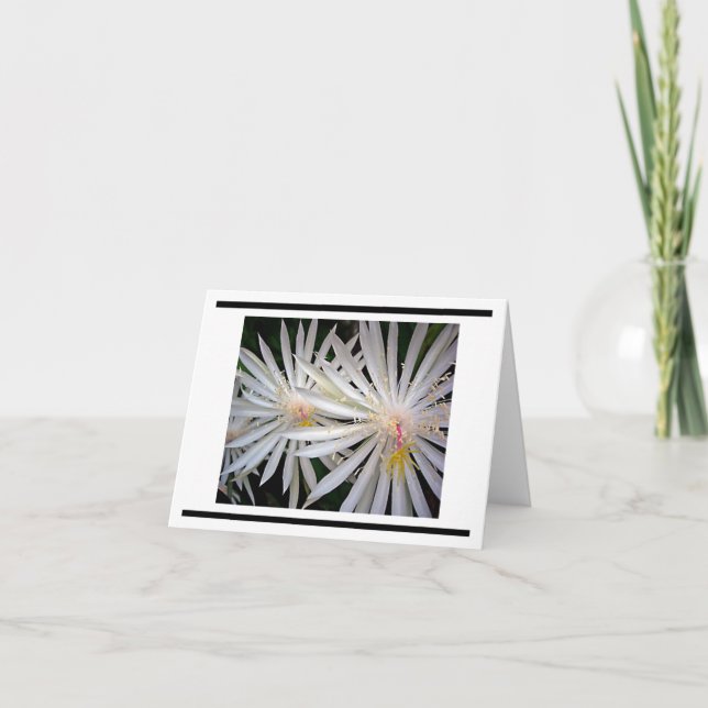 Delicate White Shooting Star Flowers Card (Front)