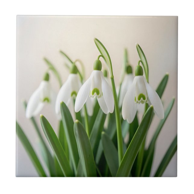 Delicate White Snowdrop Flowers Spring Bloom Ceramic Tile (Front)
