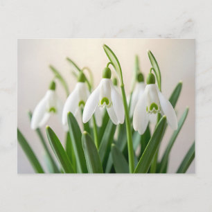 Delicate White Snowdrop Flowers Spring Bloom Postcard