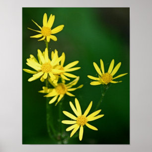 Delicate Yellow Daisy Wildflowers Poster