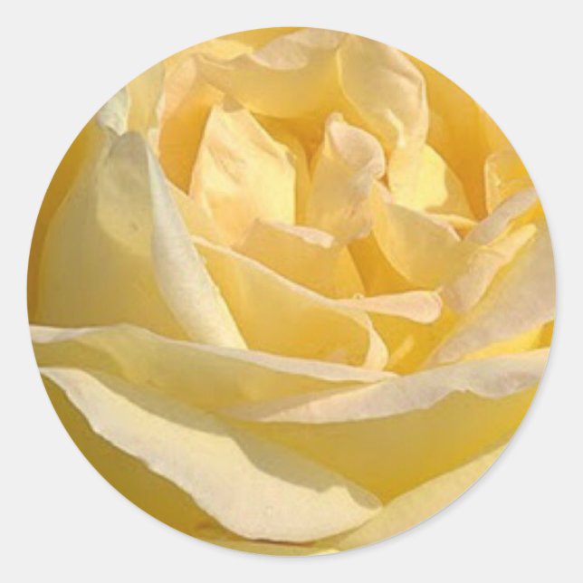 Delicate Yellow Rose Photo Classic Round Sticker (Front)