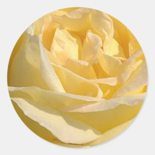 Delicate Yellow Rose Photo Classic Round Sticker