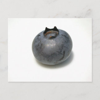 Delicious Blueberry Postcard
