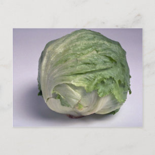 Delicious Iceberg lettuce Postcard