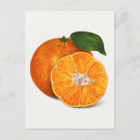 Delicious Orange Tangerine Fruit Painting
