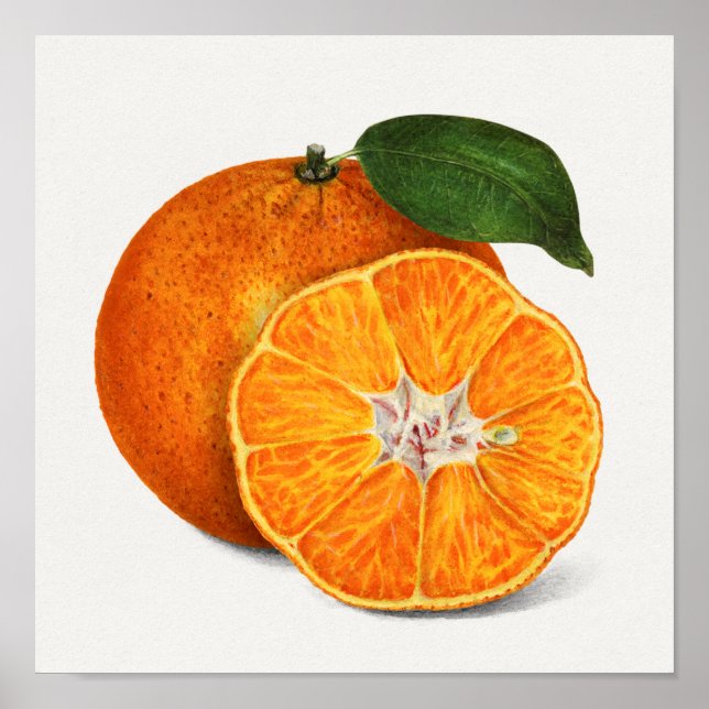 Delicious Orange Tangerine Fruit Painting Poster (Front)