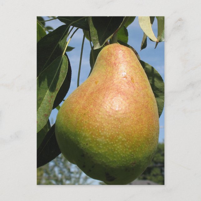 Delicious Pear Postcard (Front)