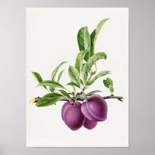 Delicious Purple Plum in a Branch Painting Poster