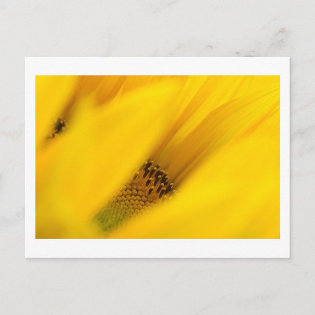 delight in mystery postcard (Front)