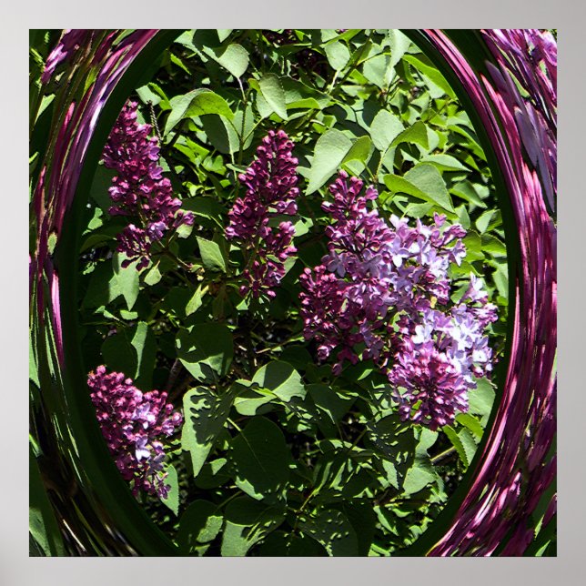 Delighted Lilacs..... Poster (Front)