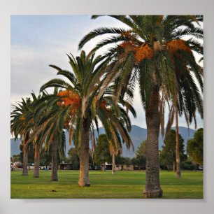 Delightful Date-trees Poster