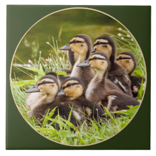 Delightful Ducklings Ceramic Tile