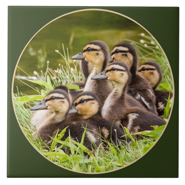 Delightful Ducklings Ceramic Tile (Front)