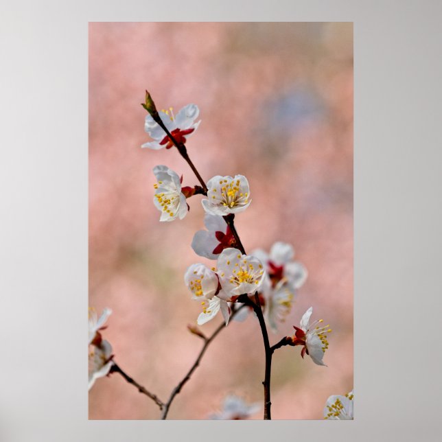 Delightful Japanese Apricot Flowers Poster (Front)