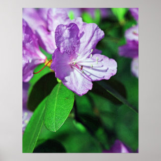 Delightful Lavender Poster II