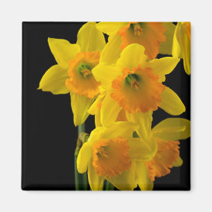 Delightful Yellow and Orange Daffodils Magnet