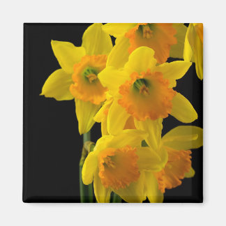 Delightful Yellow and Orange Daffodils Magnet