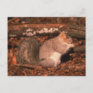 Delmarva Penninsula Fox Squirrel Postcard