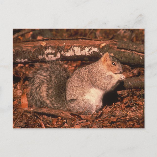 Delmarva Penninsula Fox Squirrel Postcard (Front)