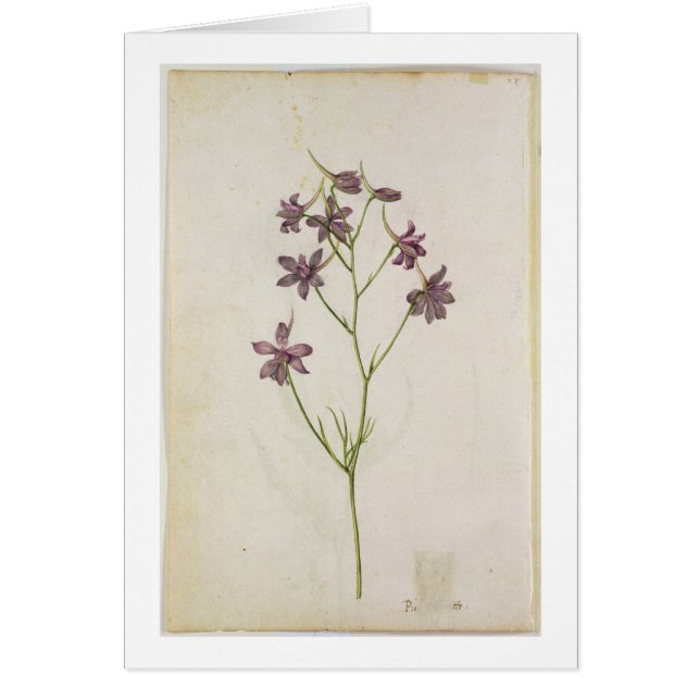 Delphinium ajacis, c.1568 (Front)