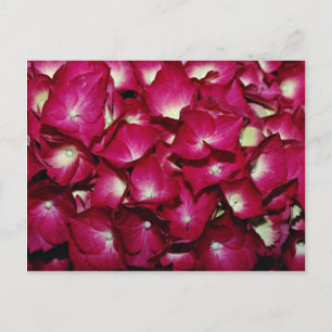 Delphinium flowers postcard