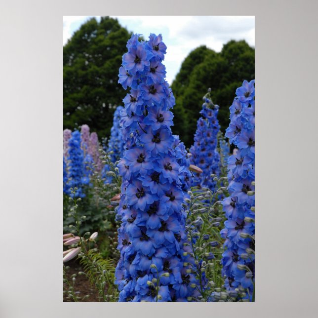 Delphinium Poster (Front)