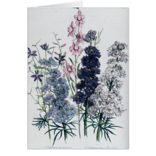 Delphiniums, from 'The Ladies' Flower Garden'