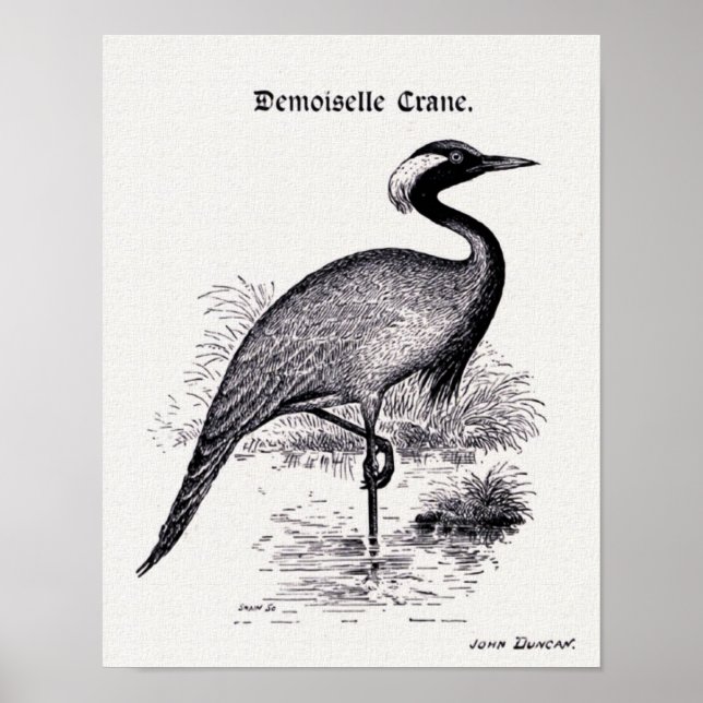 "Demoiselle Crane" Vintage Illustration Poster (Front)
