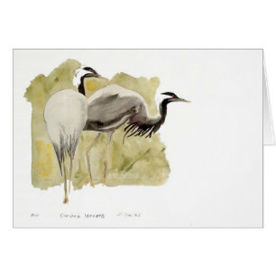 Demoiselle Cranes