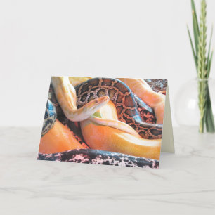 Den of Snakes Greeting Card