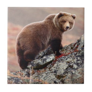 Denali Brown Bear Ceramic Tile