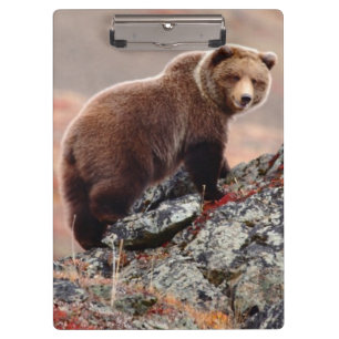Denali Brown Bear Clipboard