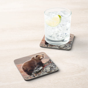Denali Brown Bear Coaster