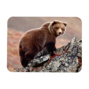 Denali Brown Bear Magnet