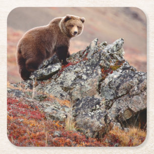 Denali Brown Bear Square Paper Coaster